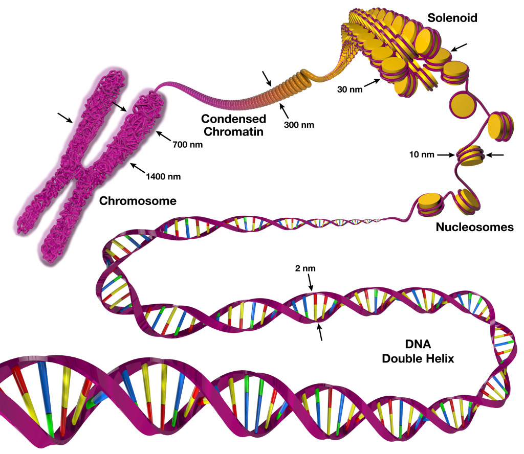 DNA to Chromosome