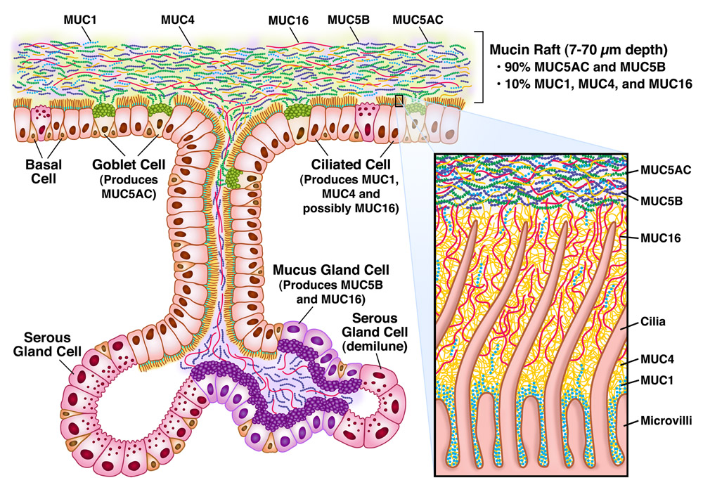 Diagram illustrating mucus production.