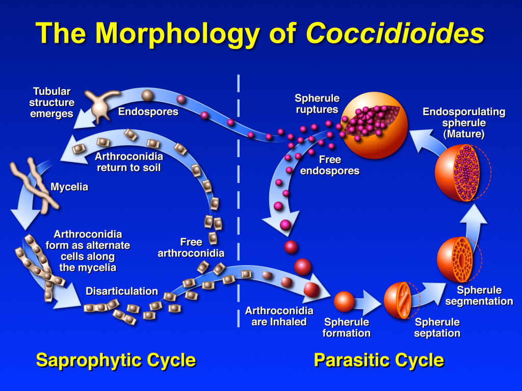 Morphology of Coccicioides