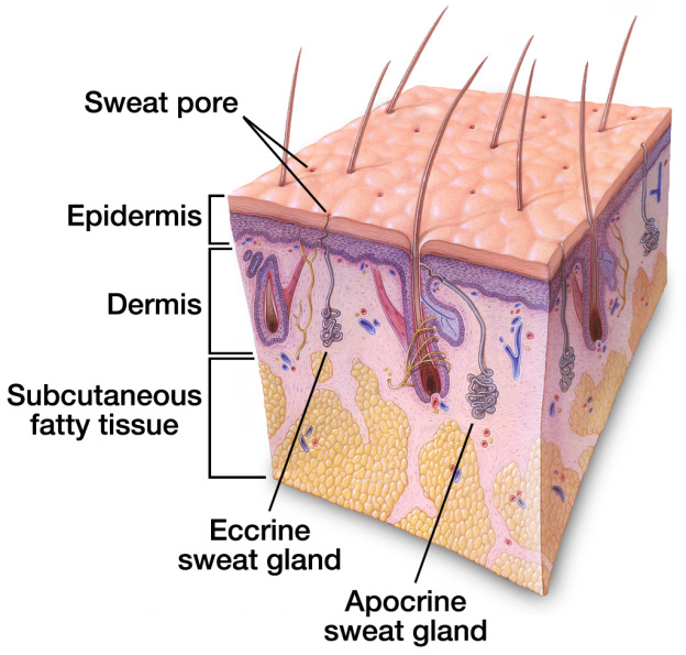 Medical Images Art & Science Graphics
