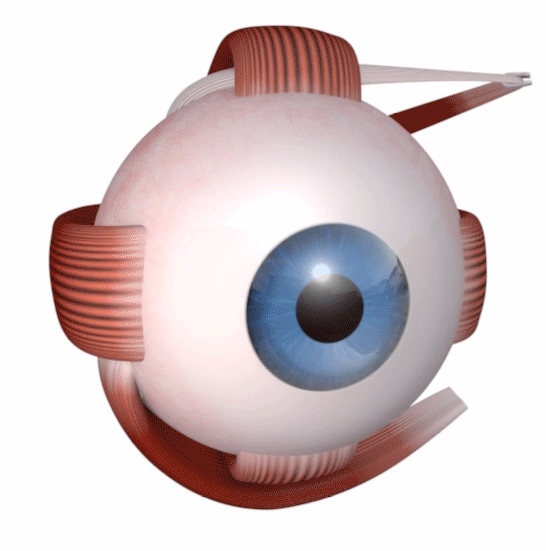 Eyeball-Rotation