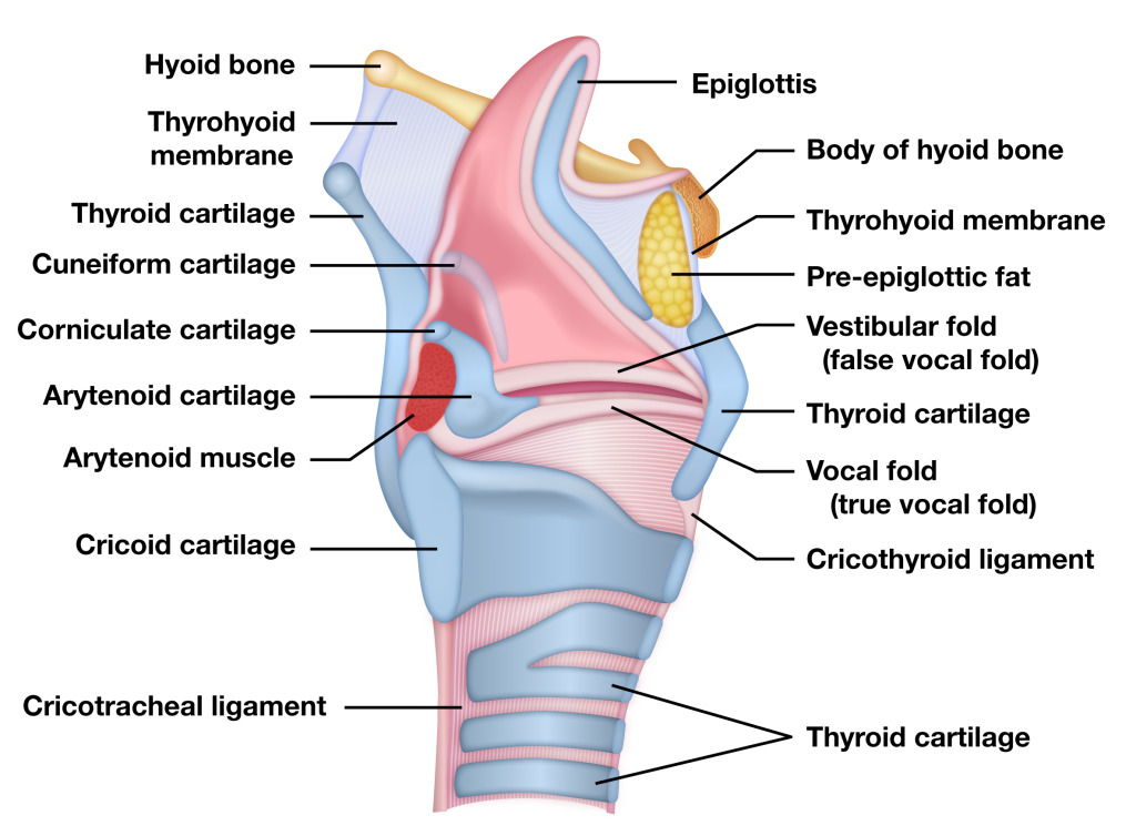Larynx Anatomy Model Labeled At Fannie Raleigh Blog