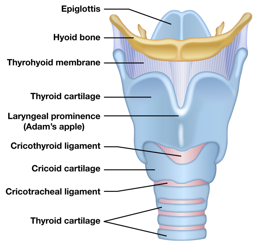 Larynx Front View