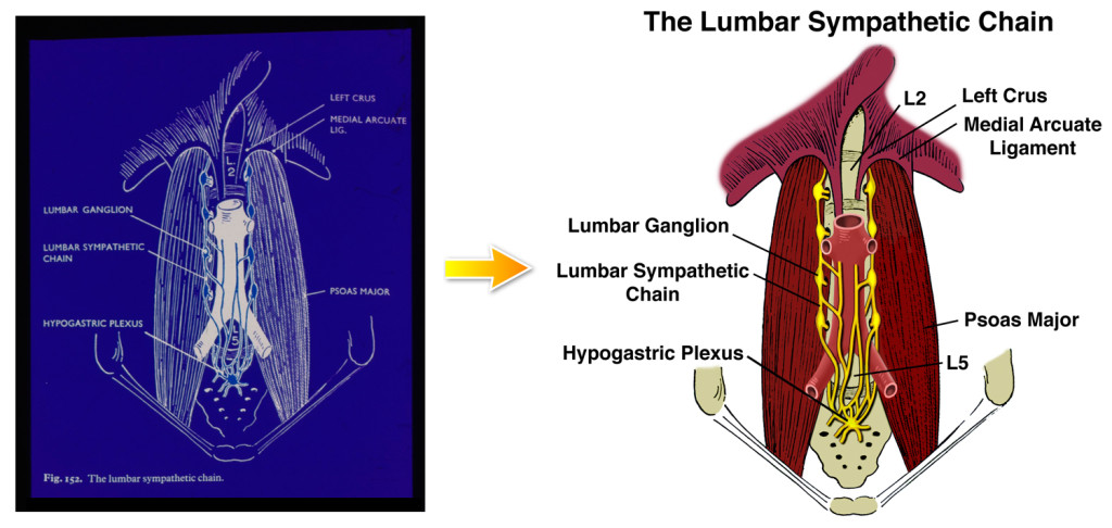 Lumbar Sympathetic Chain Colorized